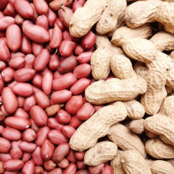 Groundnut Kernel for Sale – Rich in Oil and Protein купить оптом