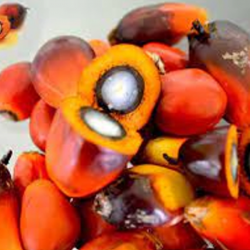 Refined Palm Kernel Oil for Sale – Sourced from Well-Grown Oil Palm Trees купить оптом