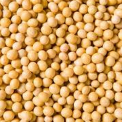 Premium Soya Beans Grains for Sale – Locally Grown in Nigeria