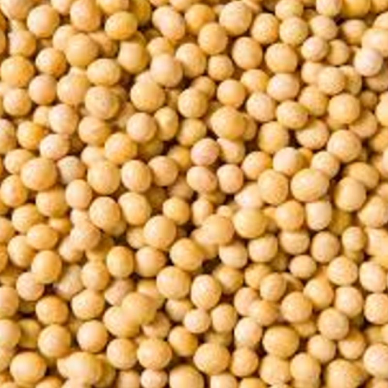 Premium Soya Beans Grains for Sale – Locally Grown in Nigeria buy wholesale - company TNS GLOBAL HOLDINGS | South Africa