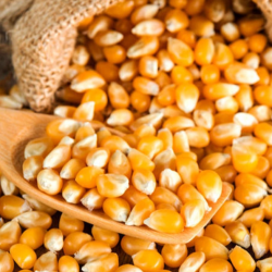 Yellow Maize (Corn) for Animal Feed – Premium Quality