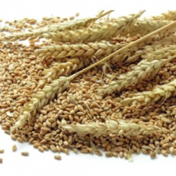 Superior Whole Wheat Grains for Sale – Sunrise Essentials buy on the wholesale