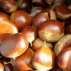 Fresh Chestnuts for Sale – 40-60 Grains Premium Quality купить оптом