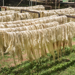 High-Quality Sisal Fiber from Kenya – Trusted by Industry Leaders