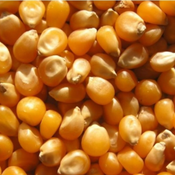 Absolute Fresh Quality Maize – Premium Grade and Ready for Export купить оптом