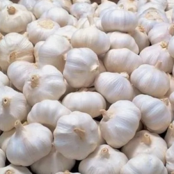 Fresh Whole Garlic – Premium Quality for Export купить оптом