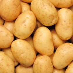 Fresh Quality Potatoes – Premium Grade for Export купить оптом