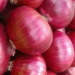 Absolute Fresh Quality Onions – Premium Grade for Export купить оптом