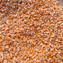 High-Quality Maize Animal Feed – Boost Livestock Health and Performance buy on the wholesale