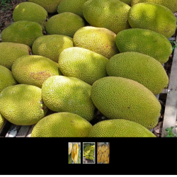 Honey Jackfruit – The Sweetest and Crunchiest Delight from Malaysia