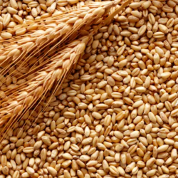 Premium Quality Feed Wheat - 6000 Tons Available