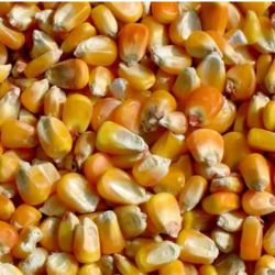 High-Quality Corn Available for Export - 6000 to 25,000 Tons купить оптом