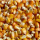 High-Quality Corn Available for Export - 6000 to 25,000 Tons buy wholesale - company TNS GLOBAL HOLDINGS | South Africa