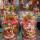 Handcrafted terracotta Ganesh Laxmi idols for Diwali Manufacturer Exporter Wholesaler buy wholesale - company Manmayee Handicrafts | India