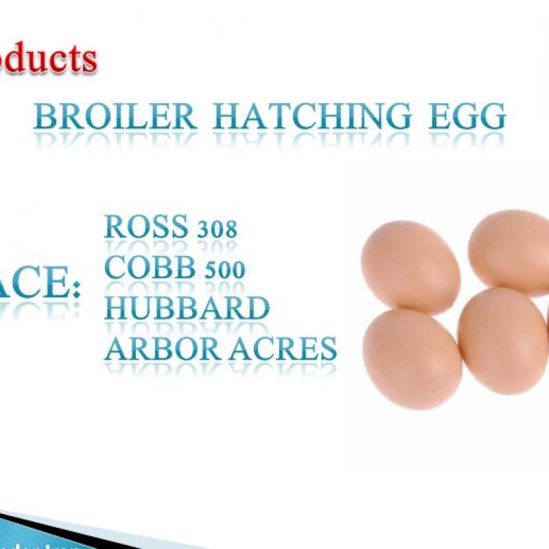 Provider and Supplier Poultry Production