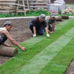 Laying Rolled Lawn