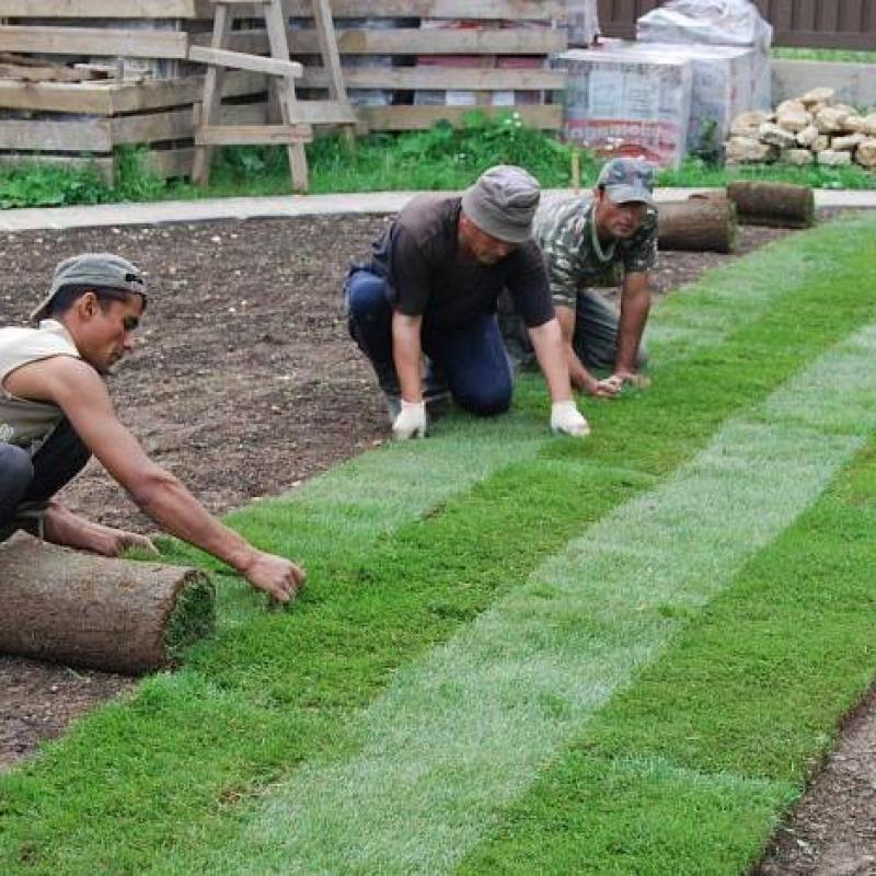 Laying Rolled Lawn
