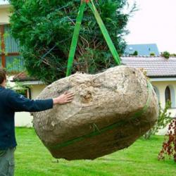Large Tree Transplanting 